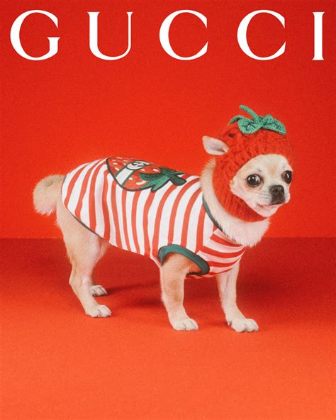 gucci pet strawberry|Gucci strawberry sunglasses.